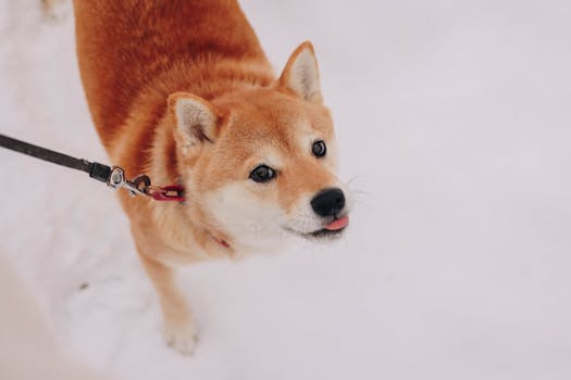 happy Shiba Inu with wagging tail