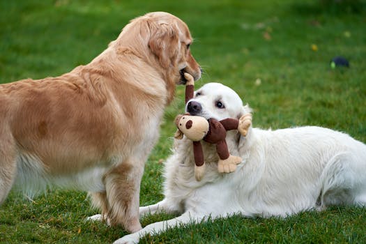 Shiba Inu playing with other dogs at the park