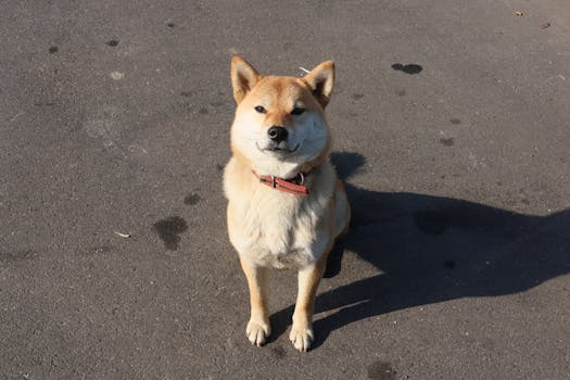 Shiba Inu puppy playing