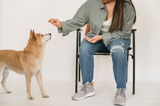 Shiba Inu enjoying training with its owner