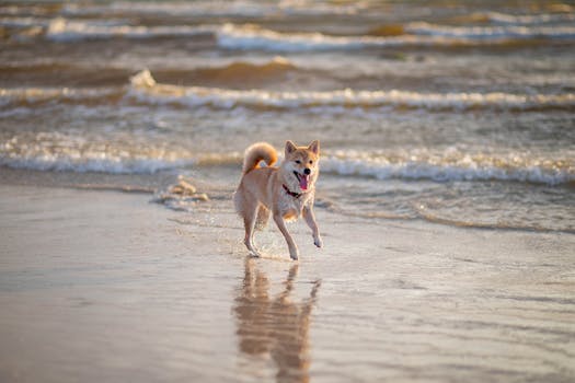 happy Shiba Inu enjoying outdoors