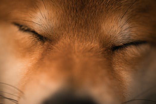 Shiba Inu resting in a pet-friendly hotel