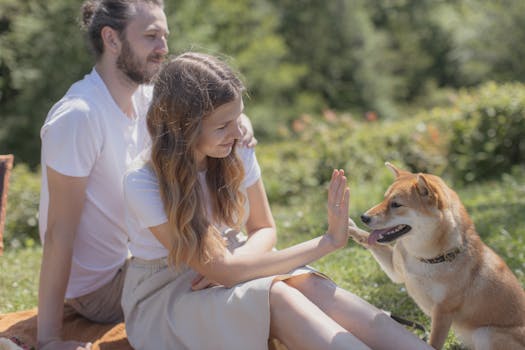 playful shiba inu in the park